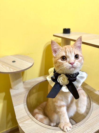 สก็อตติชส้ม รูปที่ 3