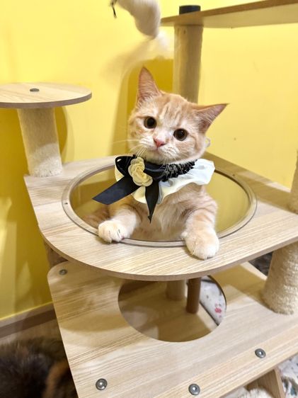 สก็อตติชส้ม