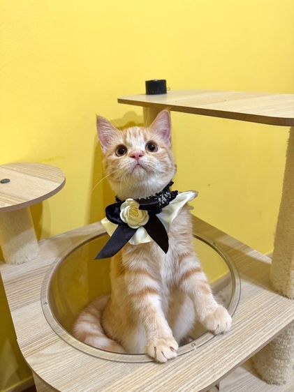 สก็อตติชส้ม รูปที่ 4