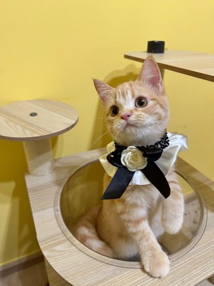 สก็อตติชส้ม รูปที่ 2