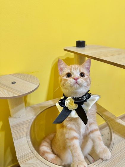 สก็อตติชส้ม รูปที่ 7