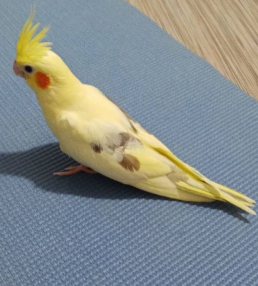 ลูกป้อน นกบ้าน  1 เดือน รูปที่ 4