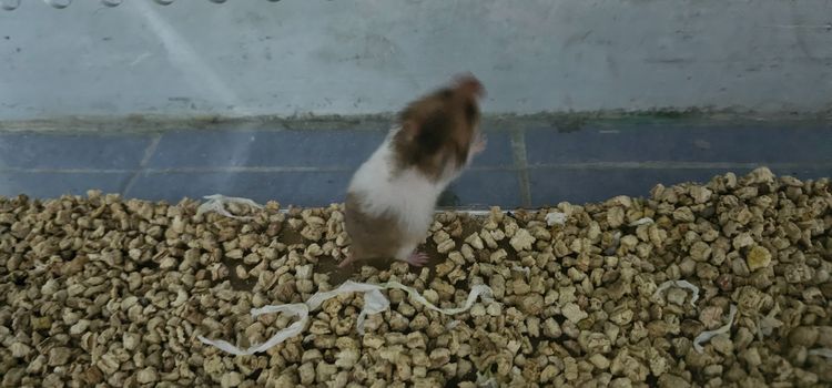 หนูแฮมเตอไจแอน รูปที่ 2