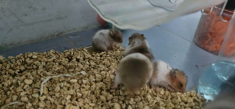 หนูแฮมเตอไจแอน