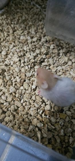 หนูแฮมเตอไจแอน รูปที่ 3