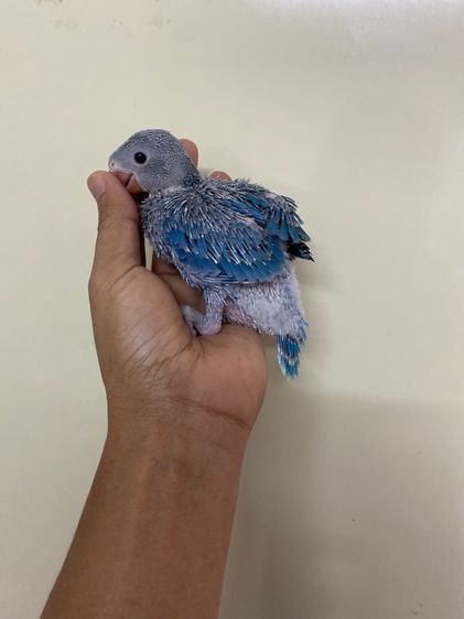 เเก้ว ริงเนค ม่วงสปริสเลสวิง  ผู้พร้อมใบ