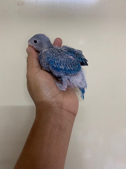 ริงเนค ม่วงสปริสเลสวิง  ผู้พร้อมใบ รูปที่ 3