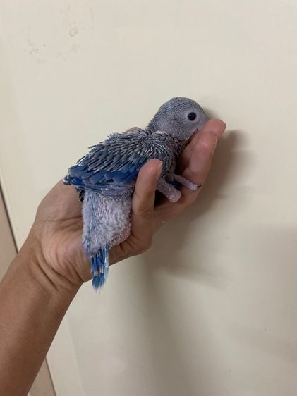 ริงเนค ม่วงสปริสเลสวิง  ผู้พร้อมใบ รูปที่ 2