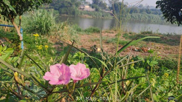 ไม่ใช่ ติดแม่น้ำปิงติดถนนคอนกรีต เจ้าของขายเองวิวสวยเหมาะทำบ้านพักตากอากาศ