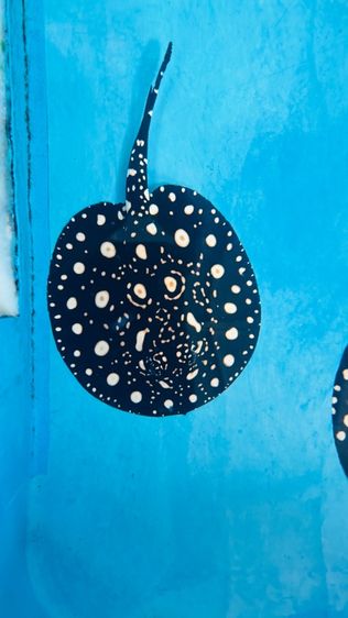 ปลากระเบนน้ำจืด รูปที่ 3