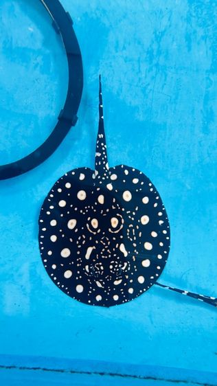 อื่นๆ ปลากระเบนน้ำจืด