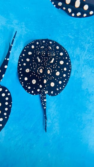 ปลากระเบนน้ำจืด รูปที่ 2