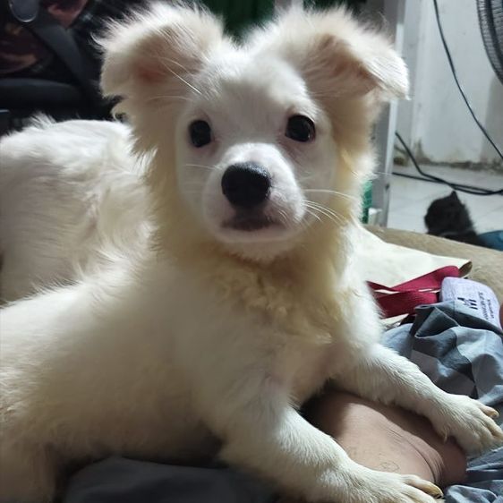 ลูกหมาชิวาว่า รูปที่ 2