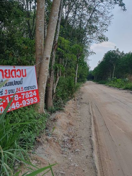 ขายที่ดินสวนยาง แปลงสี่เหลี่ยมสวย ทำเลทอง EEC ใกล้นิคมฯ เจ้าของขายเอง รูปที่ 2