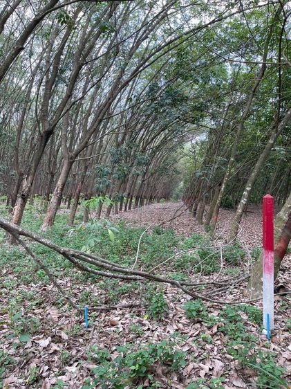 ขายที่ดินสวนยาง แปลงสี่เหลี่ยมสวย ทำเลทอง EEC ใกล้นิคมฯ เจ้าของขายเอง รูปที่ 3