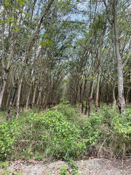 ขายที่ดินสวนยาง แปลงสี่เหลี่ยมสวย ทำเลทอง EEC ใกล้นิคมฯ เจ้าของขายเอง รูปที่ 4