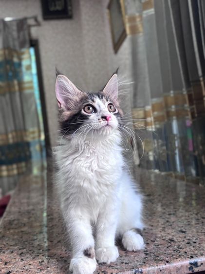 ลูกแมวเมนคูนเพศหญิง รูปที่ 6