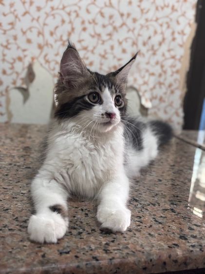 ลูกแมวเมนคูนเพศหญิง รูปที่ 2