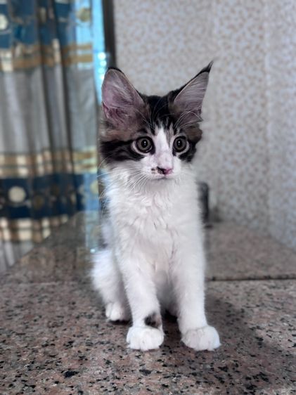 ลูกแมวเมนคูนเพศหญิง รูปที่ 5