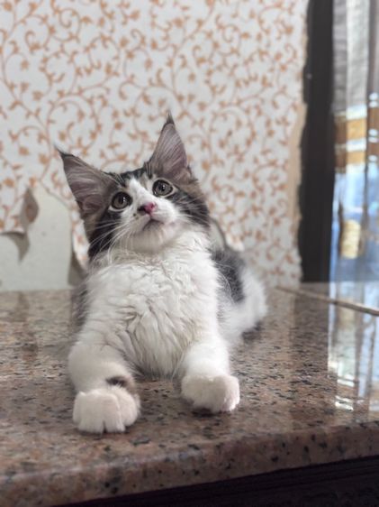 เมนคูน (Maine Coon) ลูกแมวเมนคูนเพศหญิง