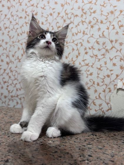 ลูกแมวเมนคูนเพศหญิง รูปที่ 3