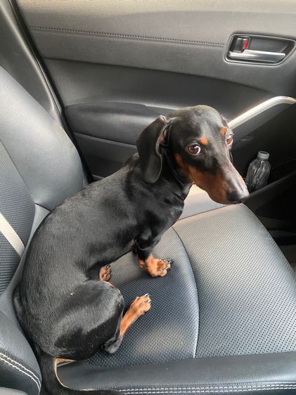 ดัชชุน (Dachshund) กลาง (ติดจอง)ดัชชุน เพศเมีย 8 เดือน