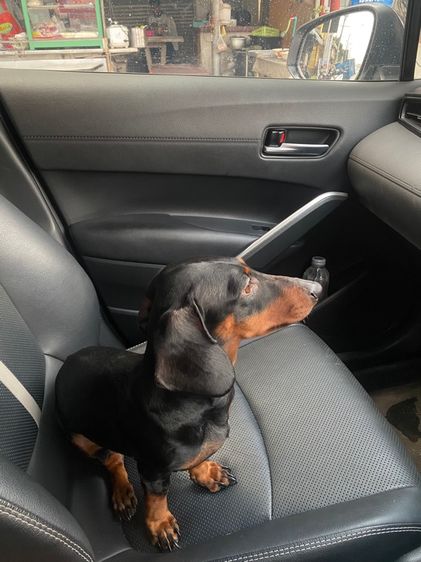 (ติดจอง)ดัชชุน เพศเมีย 8 เดือน รูปที่ 2