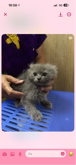 น้องแมว เปอร์เซีย 