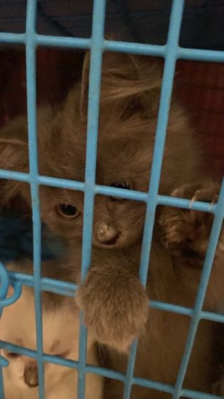 น้องแมว เปอร์เซีย  รูปที่ 2