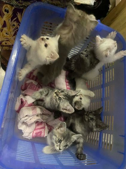 ลูกแมวเปอร์เซียผสมไทย