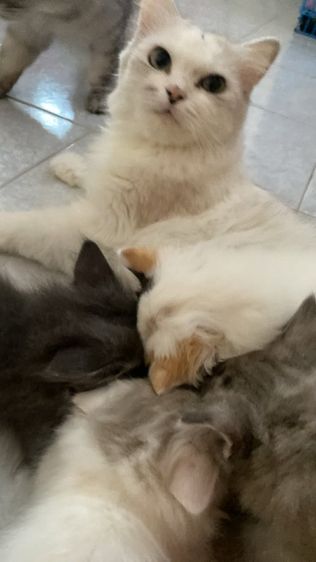 ลูกแมวเปอร์เซียผสมไทย รูปที่ 2
