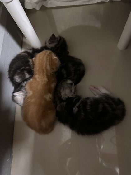 สก็อตติชผสมอเมริกันช็อตฟิว รูปที่ 3