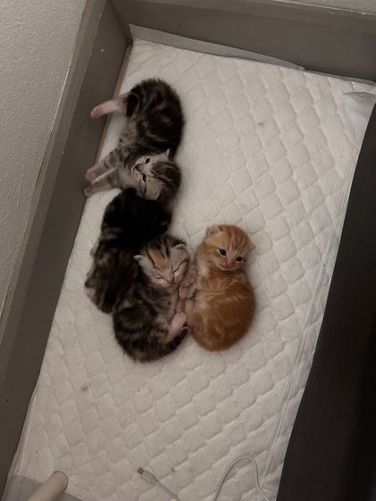 สก็อตติชผสมอเมริกันช็อตฟิว รูปที่ 4