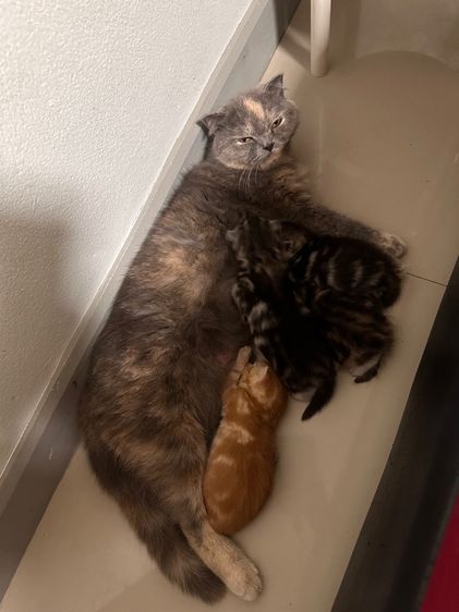 สก็อตติชผสมอเมริกันช็อตฟิว