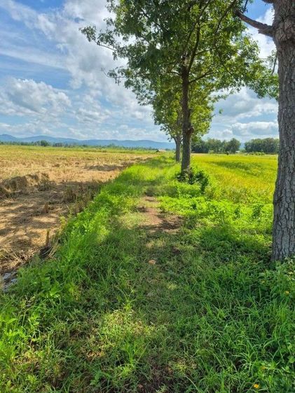 ใช่ ขายที่ดินเมืองเพชรบูรณ์ ใกล้ตัวเมืองเพียง 15 นาที ไปเขาค้อแค่ 1 ชม. วิวธรรมชาติ🌿