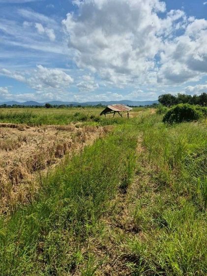 ใช่ ขายที่ดินเมืองเพชรบูรณ์ ใกล้ตัวเมืองเพียง 15 นาที ไปเขาค้อแค่ 1 ชม. วิวธรรมชาติ🌿 รูปที่ 2