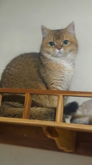 บริติชหญิง เลี้ยงเล่น  รูปที่ 8