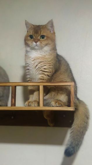 บริติชหญิง เลี้ยงเล่น  รูปที่ 10