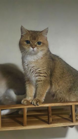 บริติชหญิง เลี้ยงเล่น  รูปที่ 7