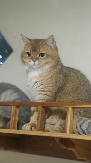 บริติชหญิง เลี้ยงเล่น  รูปที่ 9