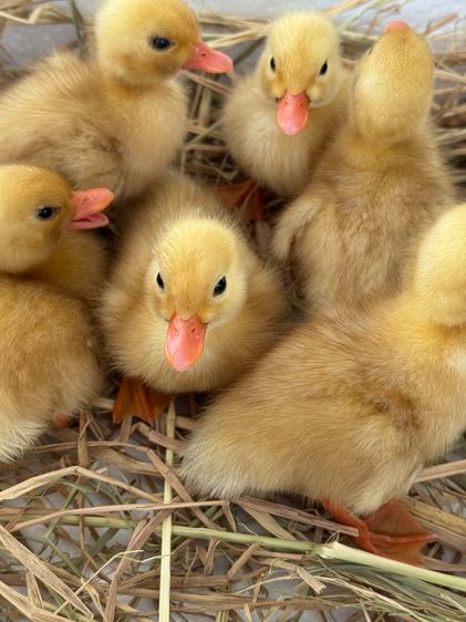 ลูกเป็ดคอลดั๊ก สีขาว และ สีป่า