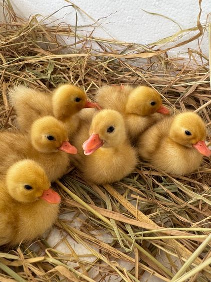 ลูกเป็ดคอลดั๊ก สีขาว และ สีป่า รูปที่ 7