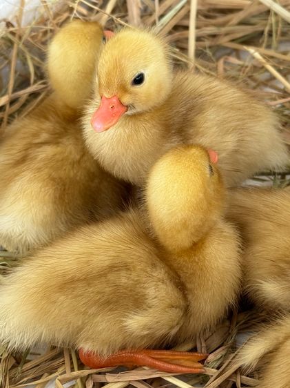 ลูกเป็ดคอลดั๊ก สีขาว และ สีป่า รูปที่ 12