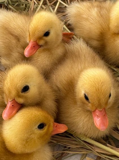 ลูกเป็ดคอลดั๊ก สีขาว และ สีป่า รูปที่ 9