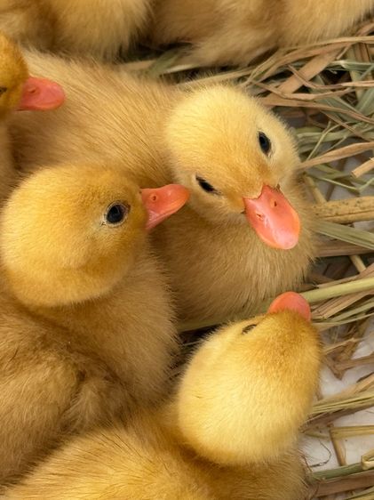 ลูกเป็ดคอลดั๊ก สีขาว และ สีป่า รูปที่ 10