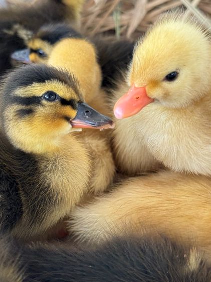 ลูกเป็ดคอลดั๊ก สีขาว และ สีป่า รูปที่ 2