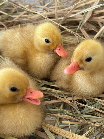 ลูกเป็ดคอลดั๊ก สีขาว และ สีป่า รูปที่ 8