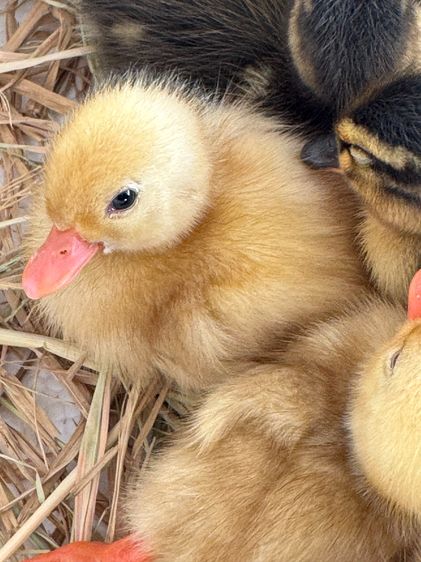 ลูกเป็ดคอลดั๊ก สีขาว และ สีป่า รูปที่ 3