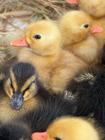 ลูกเป็ดคอลดั๊ก สีขาว และ สีป่า รูปที่ 4