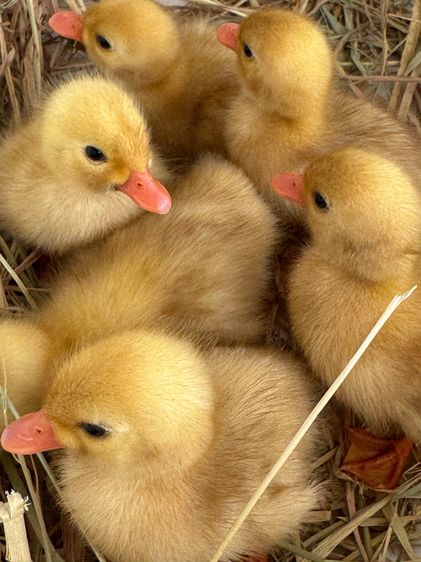 ลูกเป็ดคอลดั๊ก สีขาว และ สีป่า รูปที่ 14